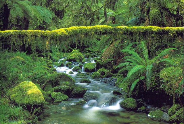 Fiordland National Park 