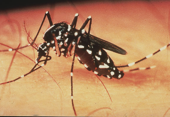 Identify the types of mosquito