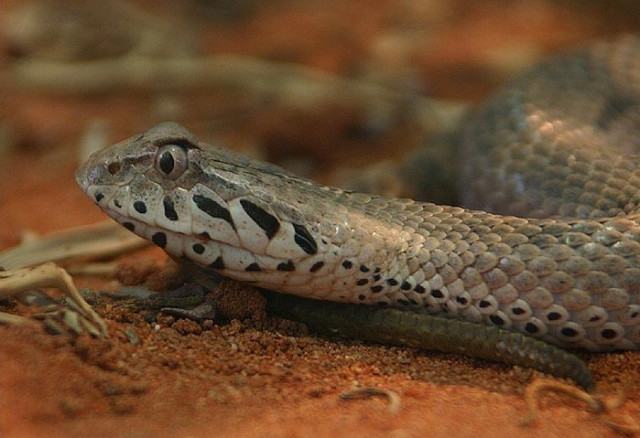 The Common Death Adder