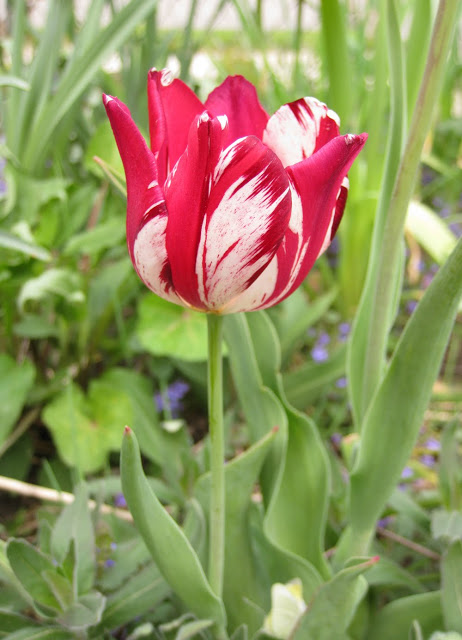 17th Century Tulip Bulb