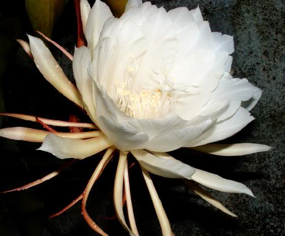 Kadapul Flower