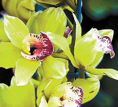Shenzhen Nongke Orchids