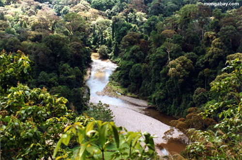 The Malaysia’s Rainforest